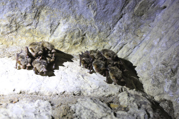 Nuit internationale chauves-souris 2026