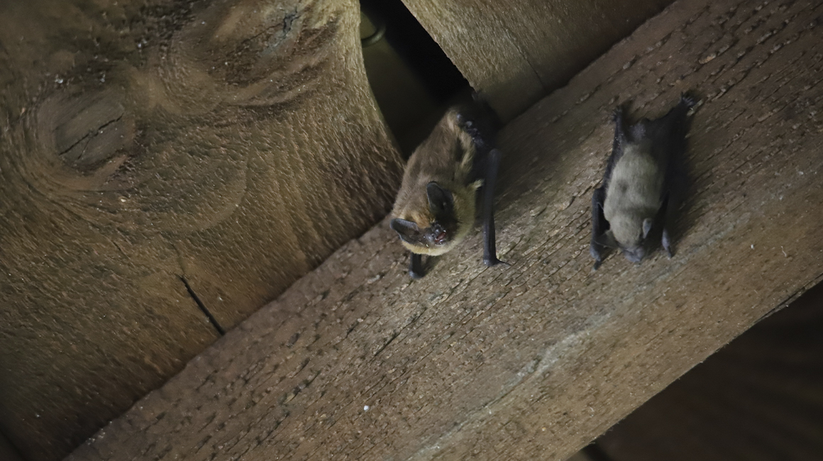 Nuit internationale chauves-souris 2026 - pipistrelle Nuit internationale chauves-souris 2026 - pipistrelle
