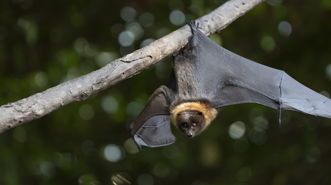 Nuit internationale chauves-souris 2026 - chauve-souris de Rodrigues Nuit internationale chauves-souris 2026 - chauve-souris de Rodrigues