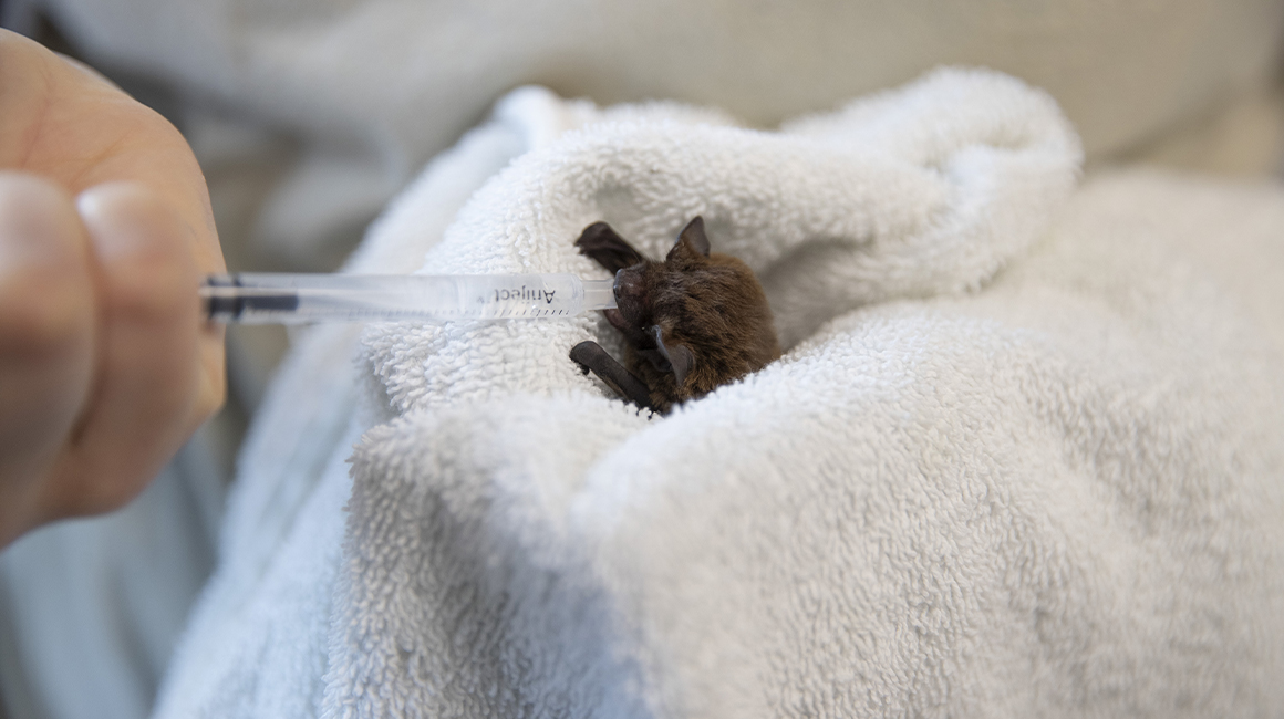 Nuit internationale chauves-souris 2026 - centre de soins Nuit internationale chauves-souris 2026 - centre de soins