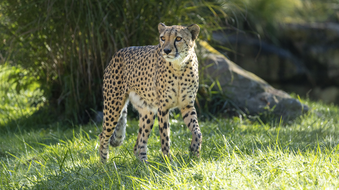 Rencontres Privilèges - Rencontre avec un guépard Rencontres Privilèges - Rencontre avec un guépard