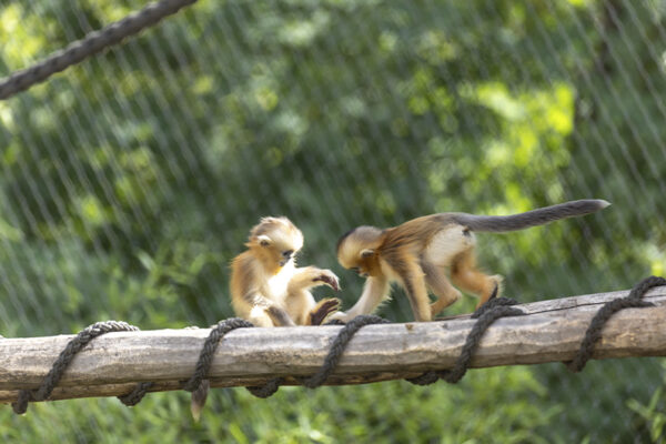 Résultats du vote pour le prénom des bébés singes dorés