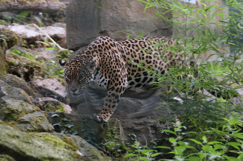 Taima - jaguar - Sortie dans son espace