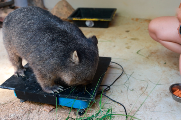 Vidéo pesée wombats