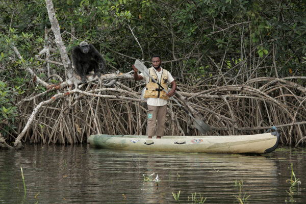 Un membre de HELP Congo en pirogue aux côtés d’un chimpanzé dans la forêt congolaise, lors d’une action de protection de la biodiversité.