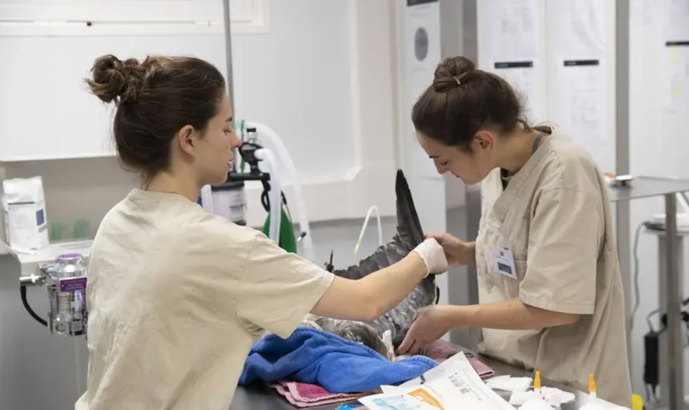 Vétérinaire et bénévole examinant un héron cendré sur la table d'opération du Centre de Soins