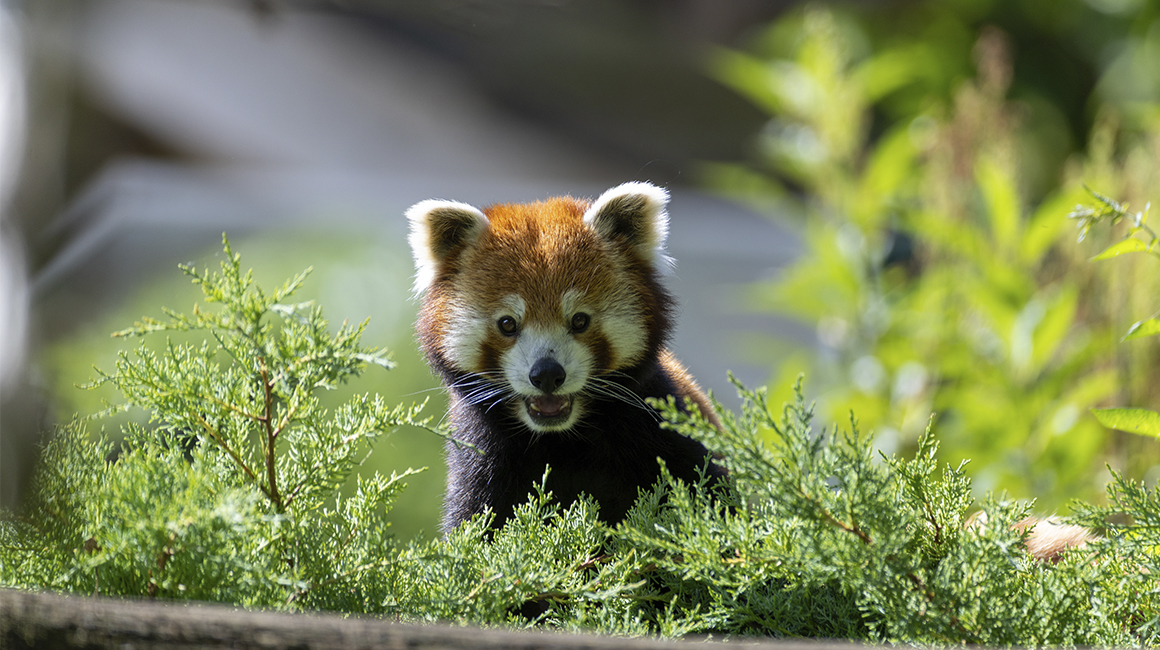 Avantages hôtels - tirage au sort rencontres animaux - panda roux