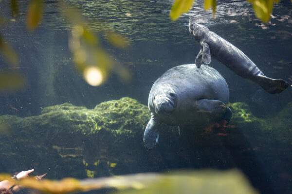 manatee baby 09 2026 01