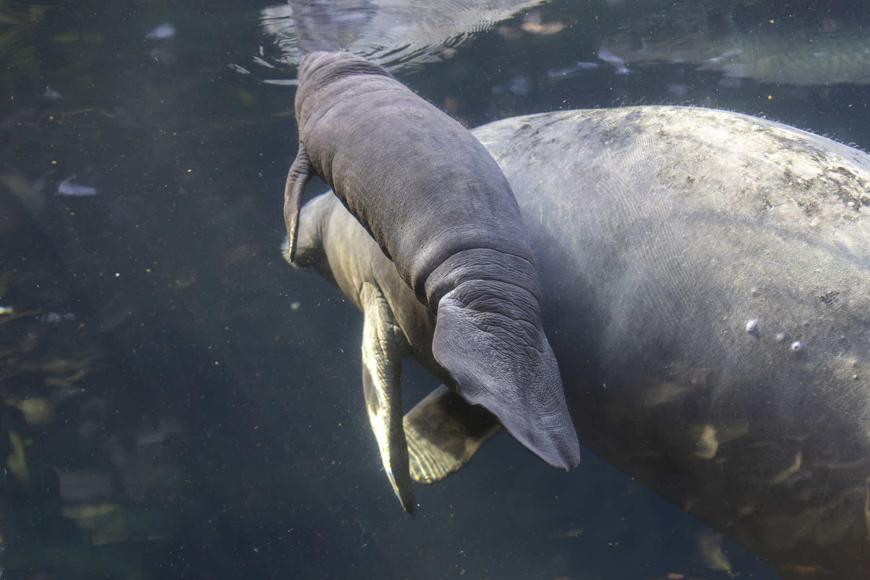 Baby manatee