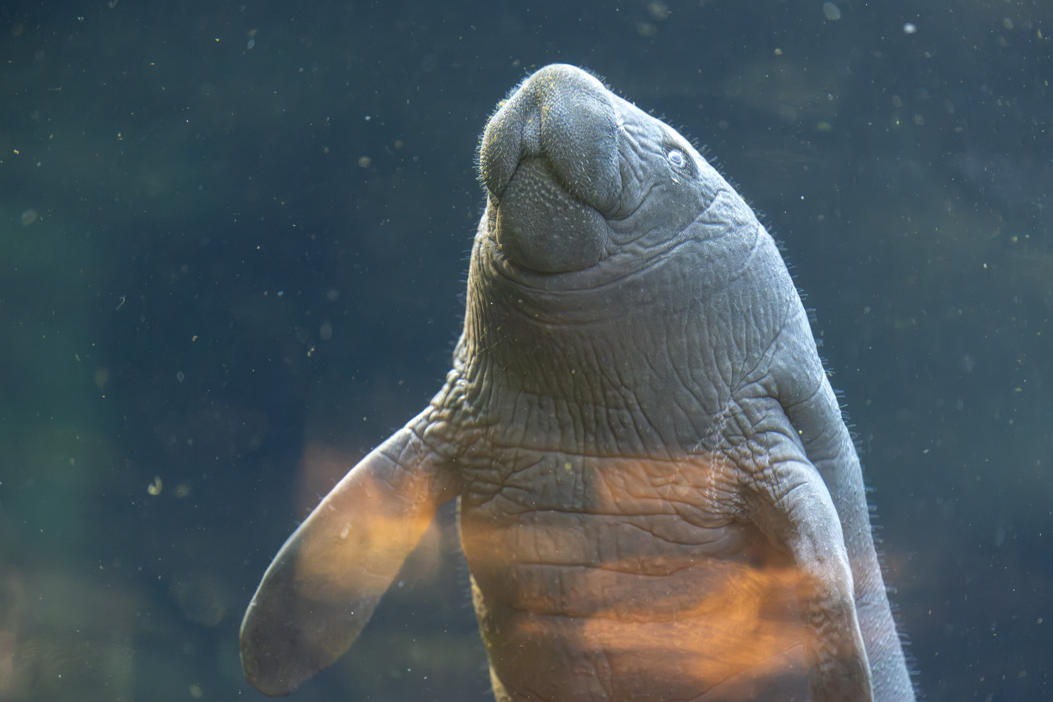 manatee calf 09 2026 02