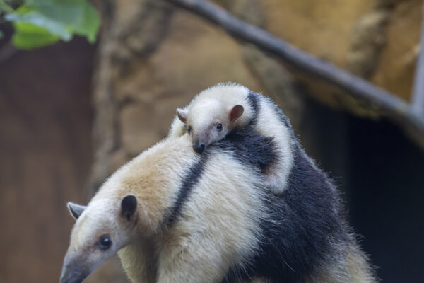 Bébés été 2026 - tamandua