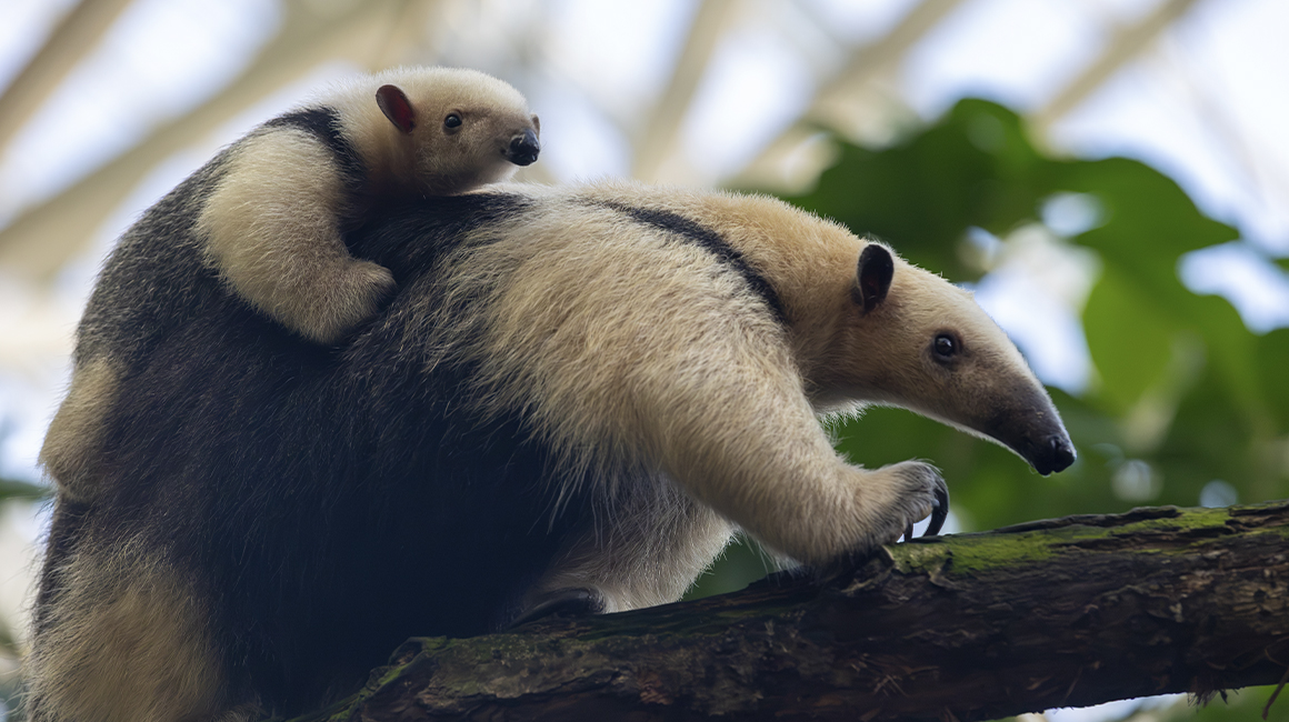Bébés été 2026 - tamandua