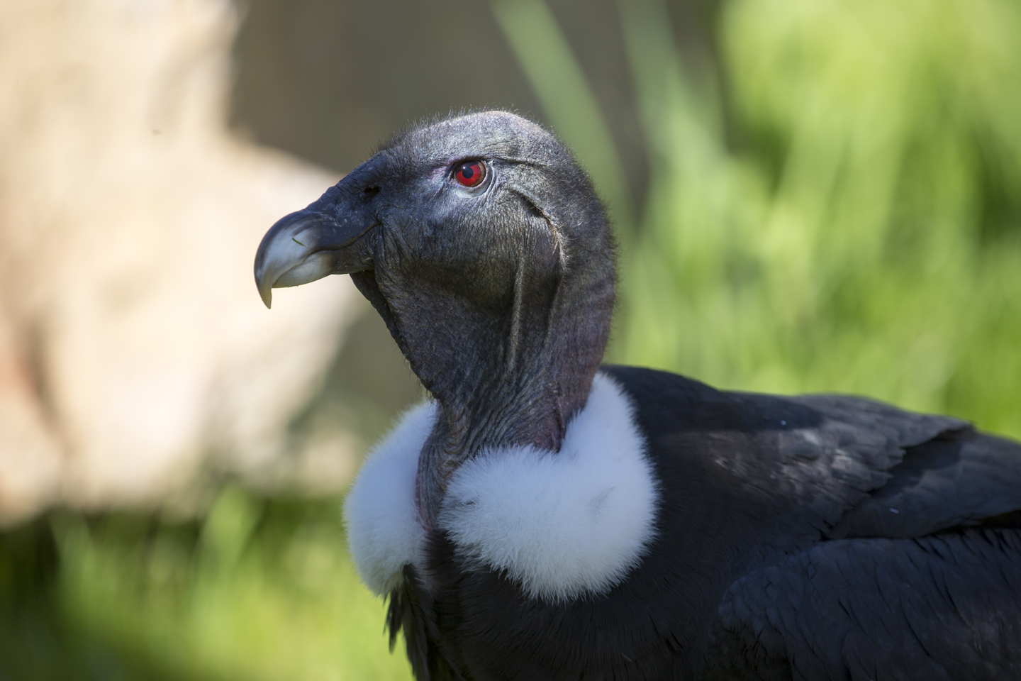 female Andean condor
