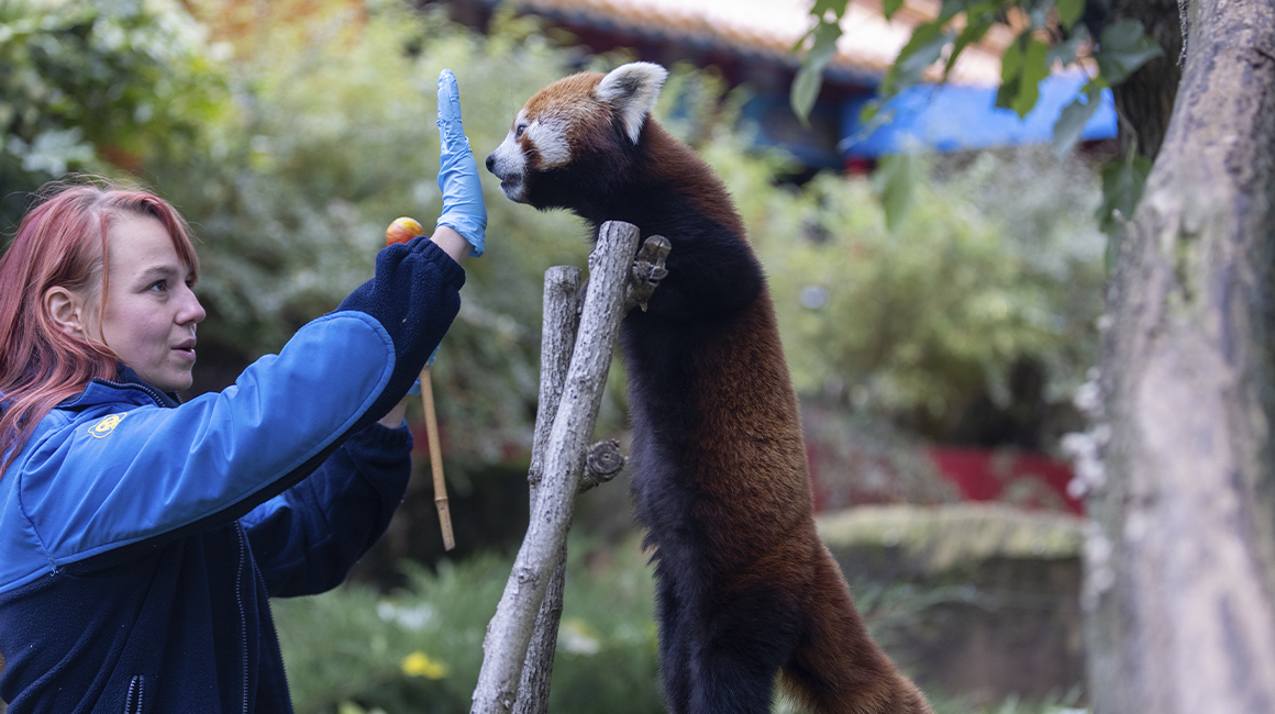 Journée internationale panda roux 2026 - Browny en training