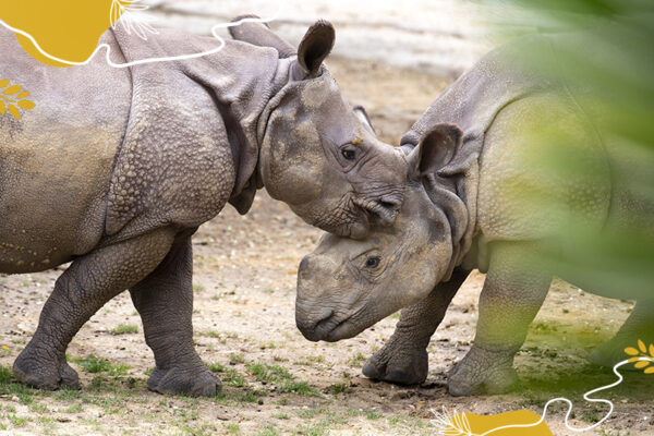 Journée mondiale rhinocéros - Bahïs et Neytiri