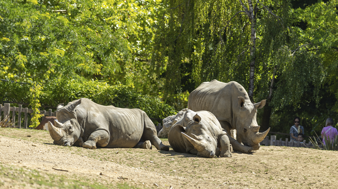 Journée mondiale rhinocéros - rhinocéros blancs