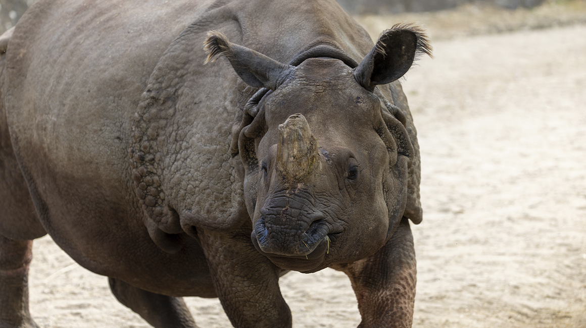 Journée mondiale rhinocéros - Henna