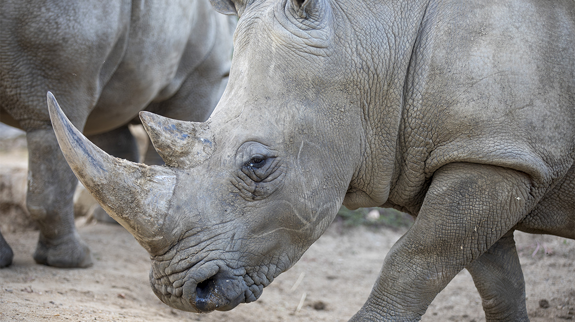 Journée mondiale rhinocéros - Satara