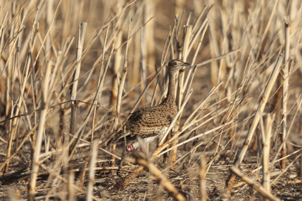 Relâché outardes canepetières