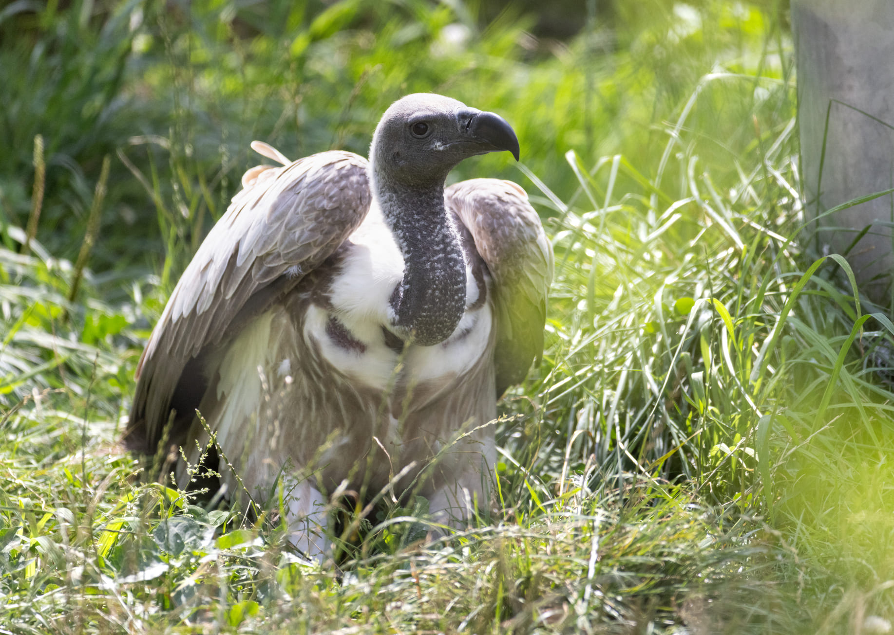 griffon vulture