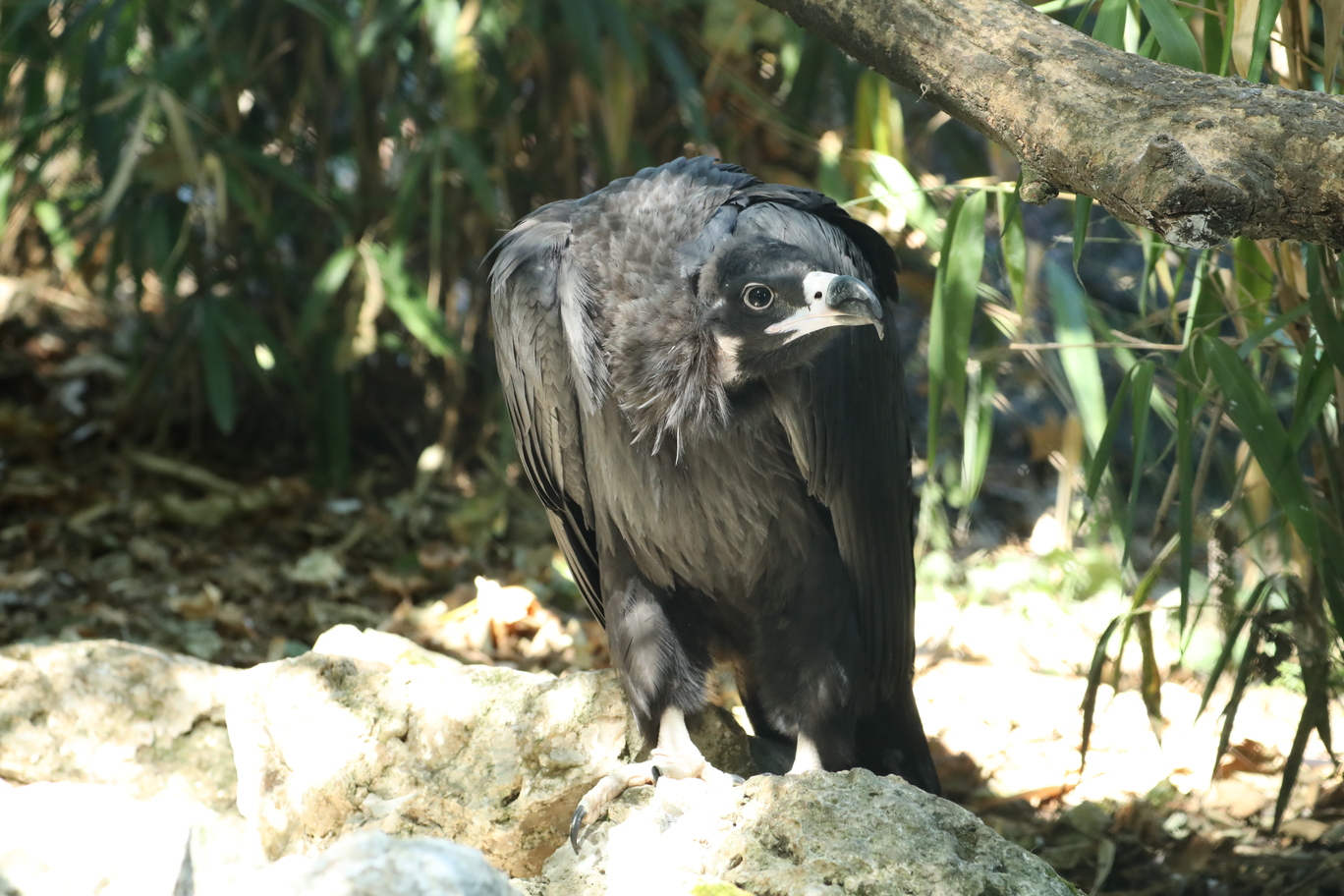 monk vulture