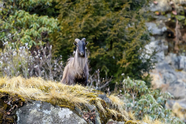 À la découverte du tahr de l'Himalaya