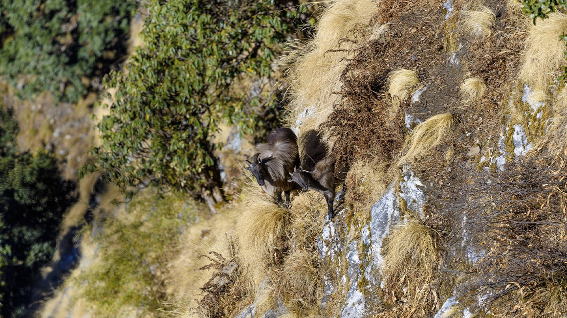 À la découverte du tahr de l'Himalaya