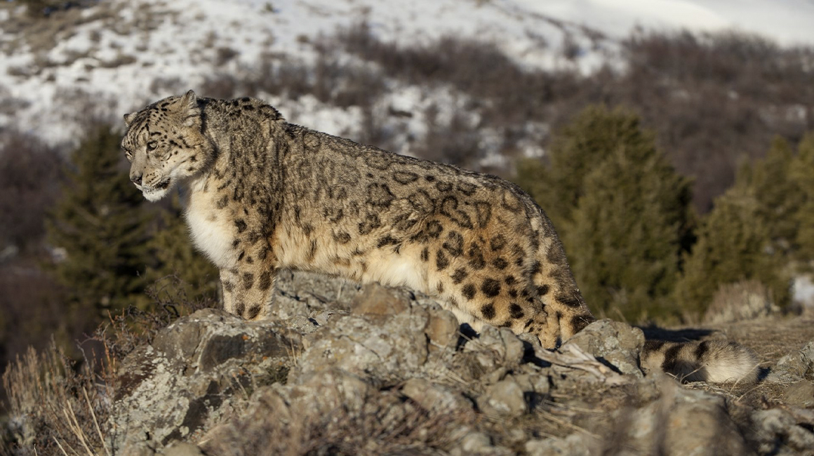 À la découverte du tahr de l'Himalaya