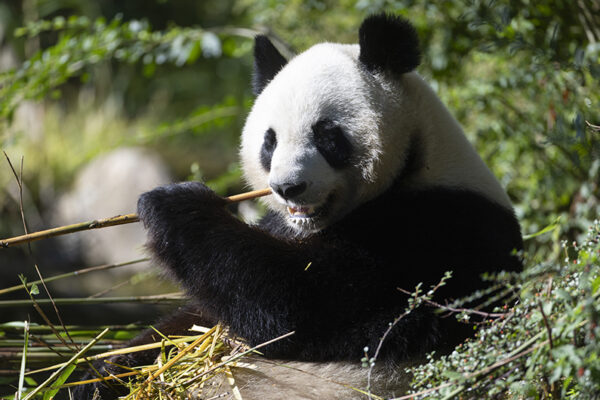 Départ jumelles pandas Huanlili Yuandudu