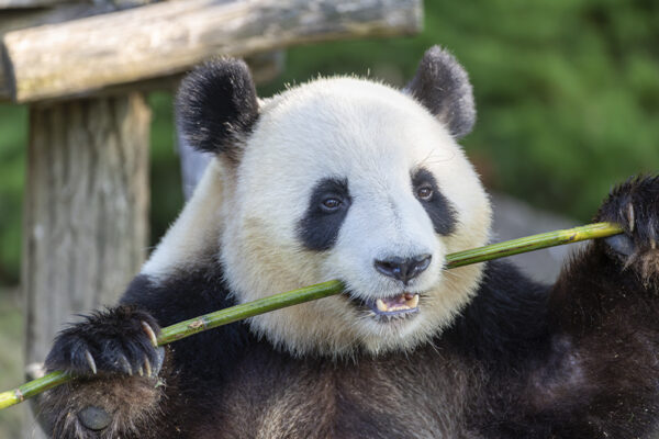 Départ jumelles panda géant - date annoncée - Huanlili