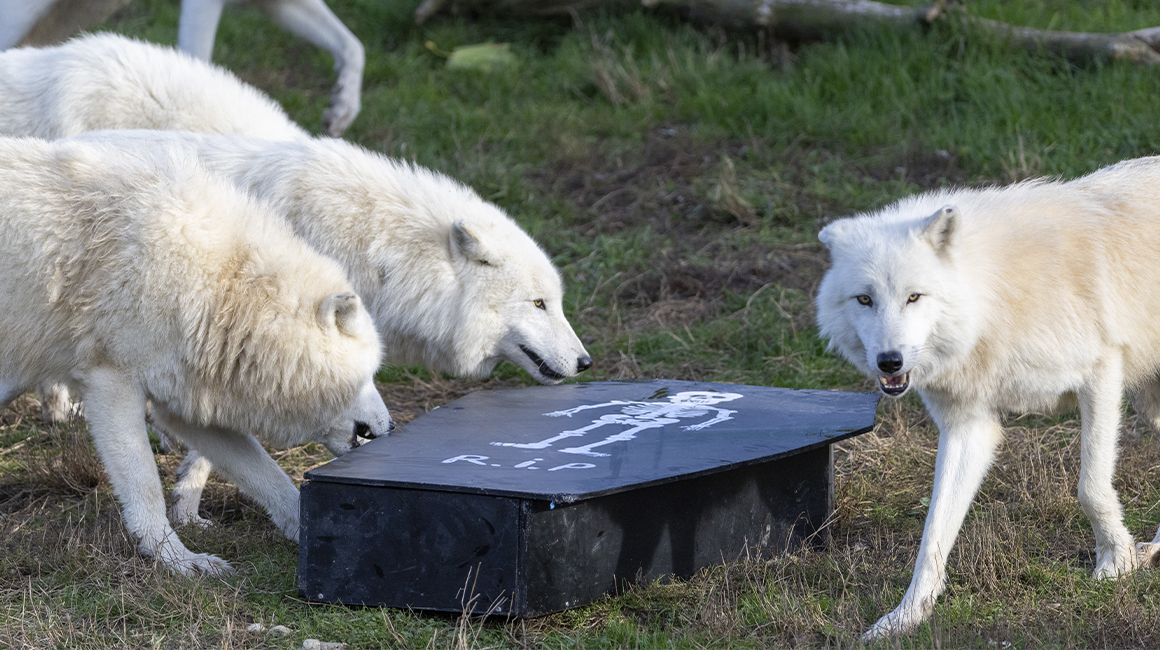 Halloween à Beauval - loups arctiques