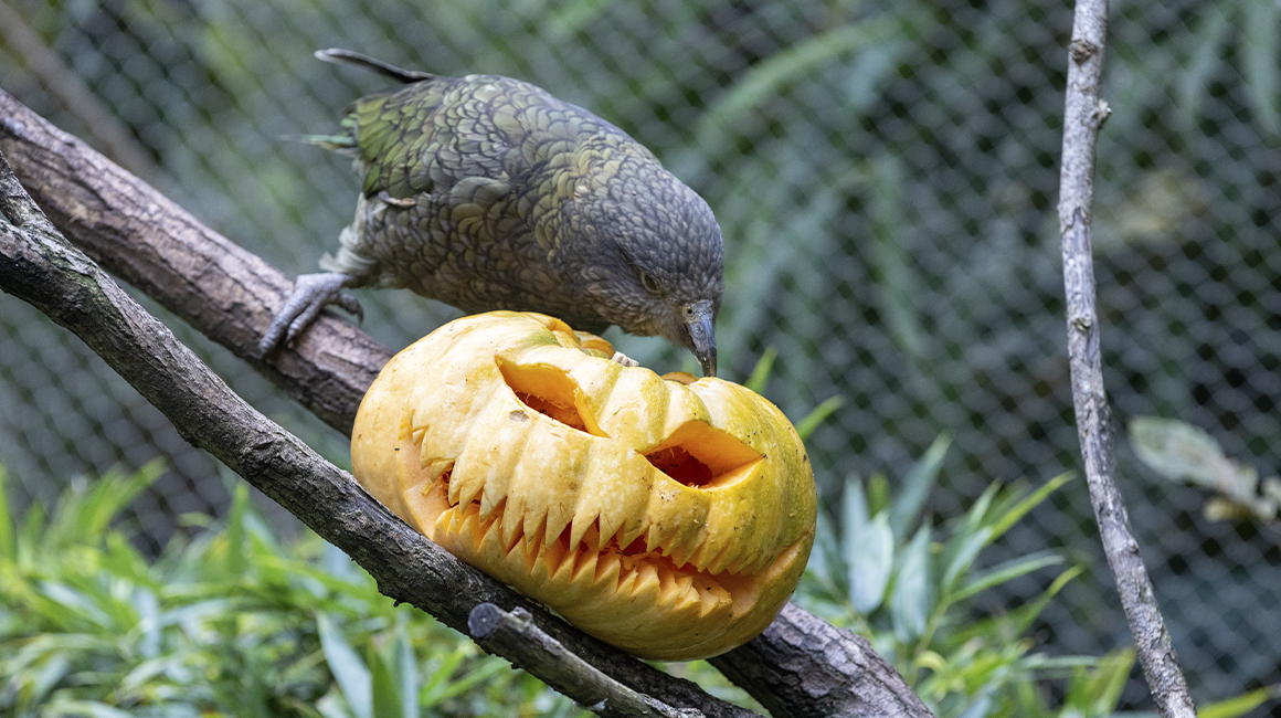 Halloween à Beauval - Nestor kéa