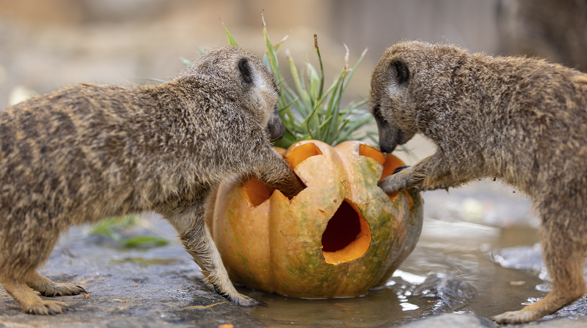 Halloween à Beauval - Suricates