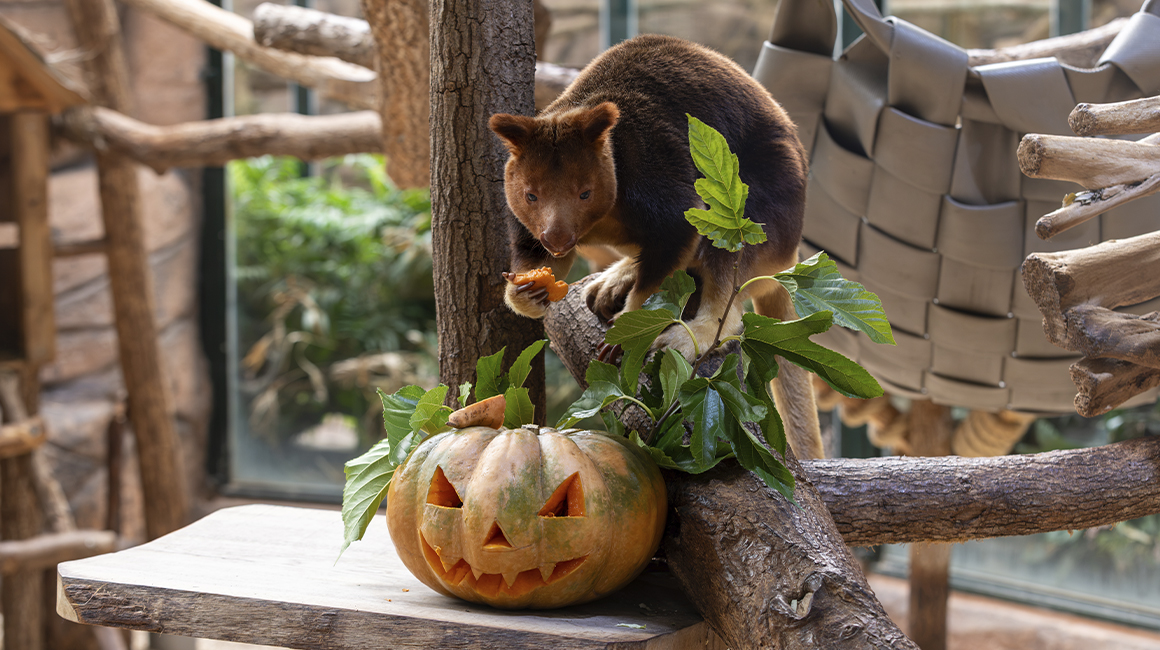 Halloween à Beauval - Dendrolague de Goodfellow
