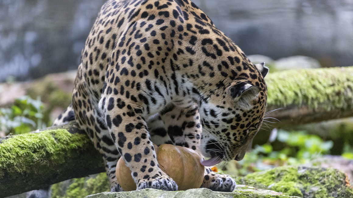 Halloween à Beauval - Taïma, la femelle jaguar