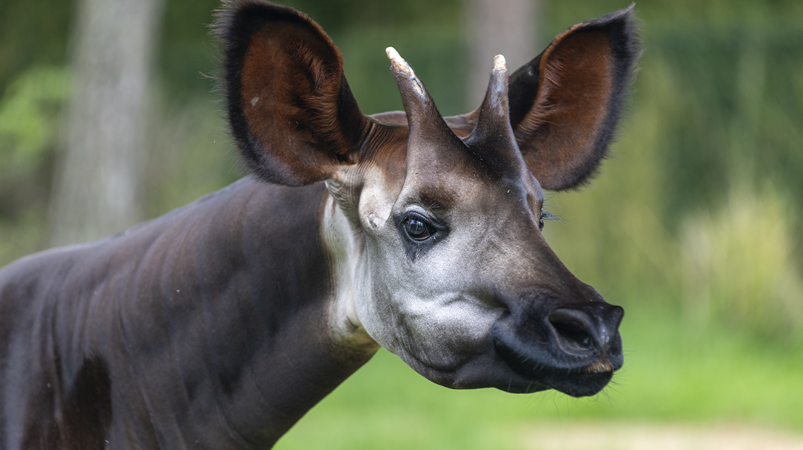 Journée mondiale okapi - Mambasa