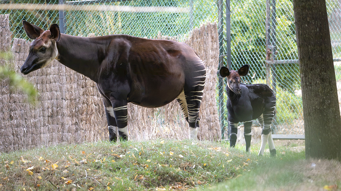 Journée mondiale okapi - Quinta et Mwindo