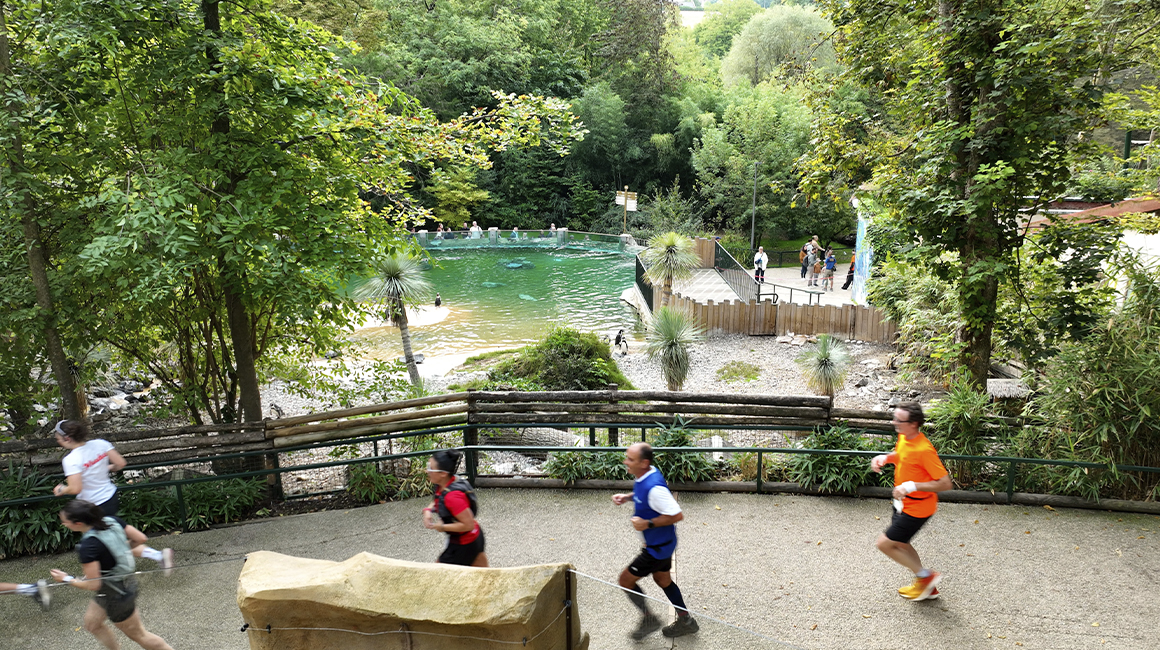 Bilan Envolée de Beauval seconde édition - Passage devant les manchots